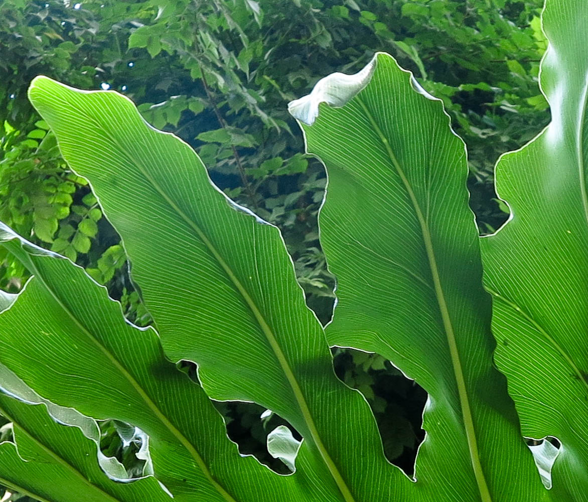 Изображение особи Philodendron bipinnatifidum.