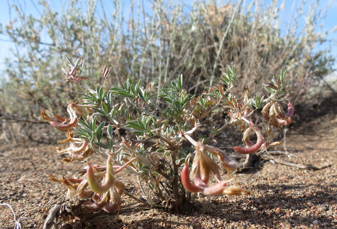 Изображение особи Astragalus arcuatus.