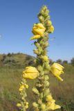 Verbascum densiflorum. Верхушка соцветия. Краснодарский край, м/о Анапа, окр. станицы Благовещенская, Витязевский лиман, степь на берегу лимана. 12.07.2015.