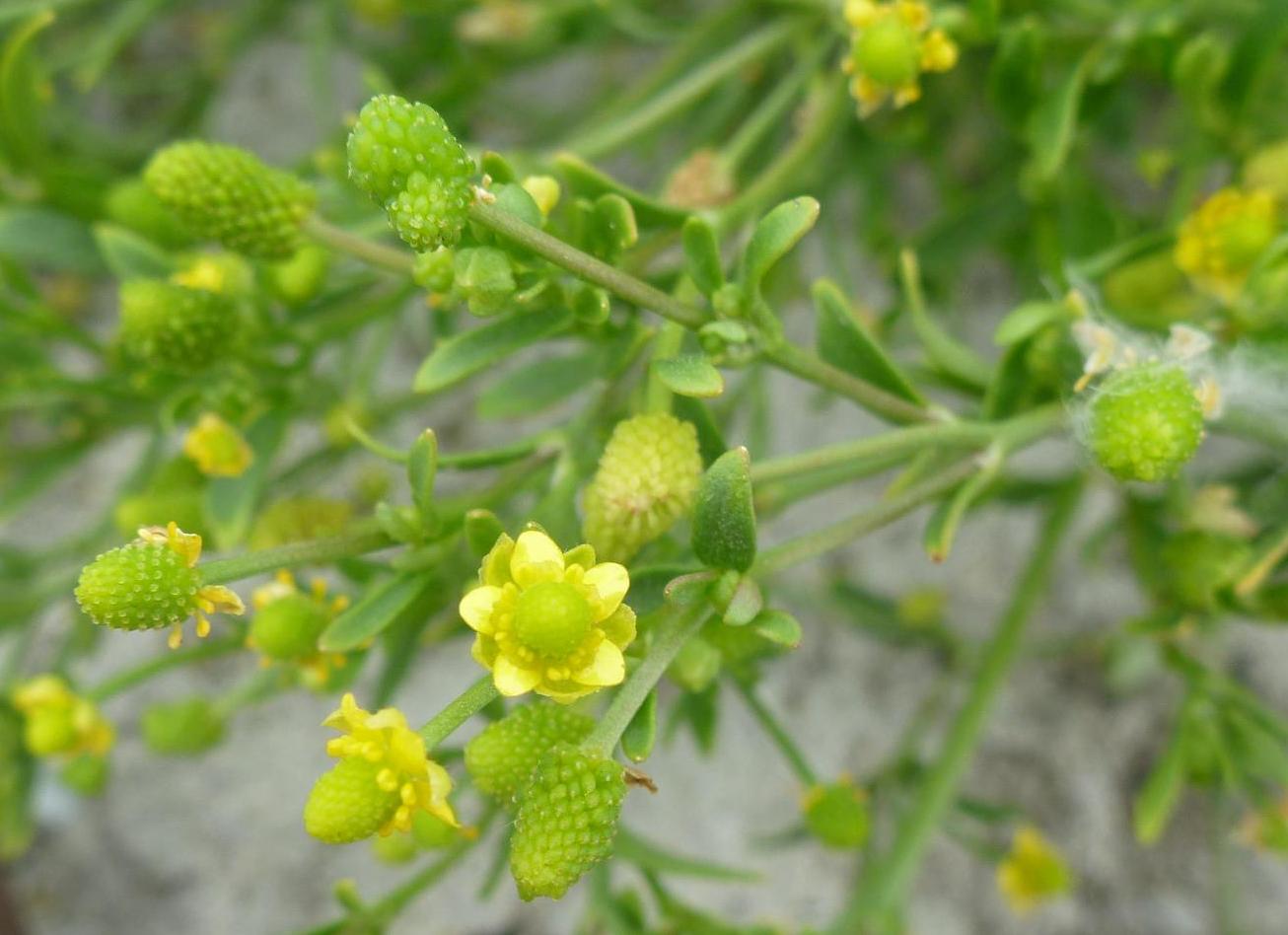 Изображение особи Ranunculus sceleratus.