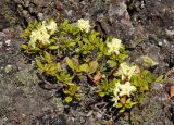 Rhododendron aureum. Цветущее растение. Бурятия, Окинский р-н, падь Хи-Гол, лавовое поле у подножия вулкана Кропоткина (выс. около 2000 м н.у.м.). 11.07.2015.