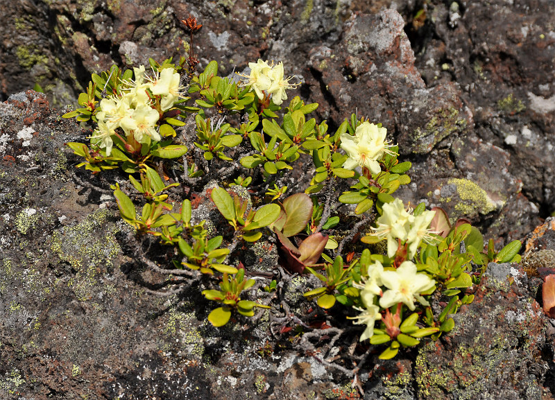 Image of Rhododendron aureum specimen.