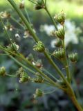 Filipendula vulgaris. Часть соплодия. Челябинская обл., окр. г. Челябинск, Золотая горка, разнотравная поляна в берёзовом лесу. 05.07.2014.