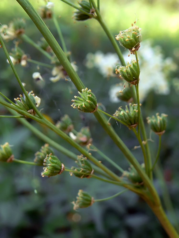 Изображение особи Filipendula vulgaris.