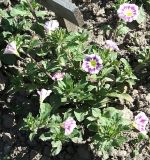 Convolvulus tricolor