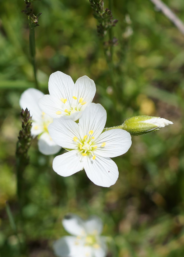 Image of Cerastium bungeanum specimen.