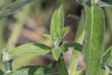 Epilobium hirsutum. Верхушка бокового побега. Крым, с. Андреевка, морской пляж, глина. 07.06.2015.