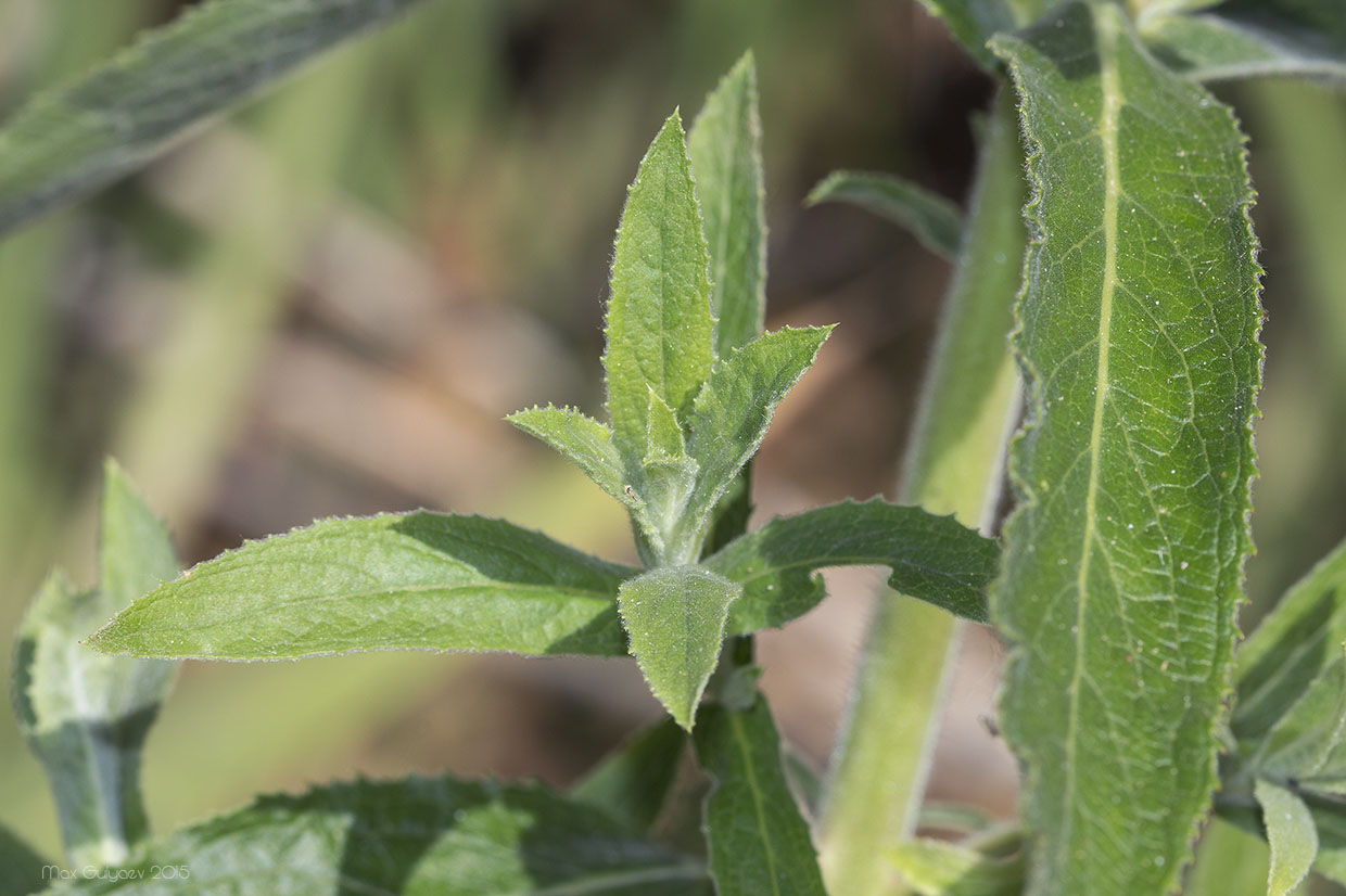 Image of Epilobium hirsutum specimen.