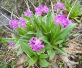 Primula nivalis