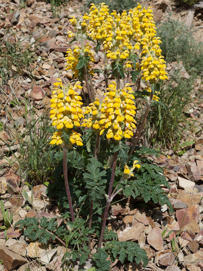 Image of Phlomoides speciosa specimen.