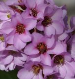 Bergenia crassifolia