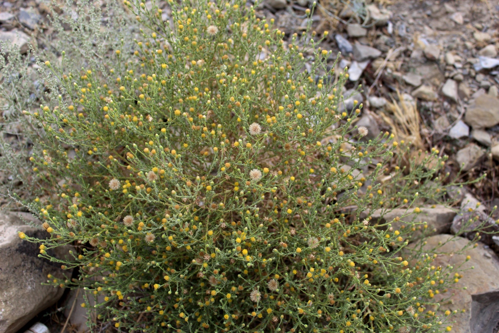 Image of Pulicaria gnaphalodes specimen.