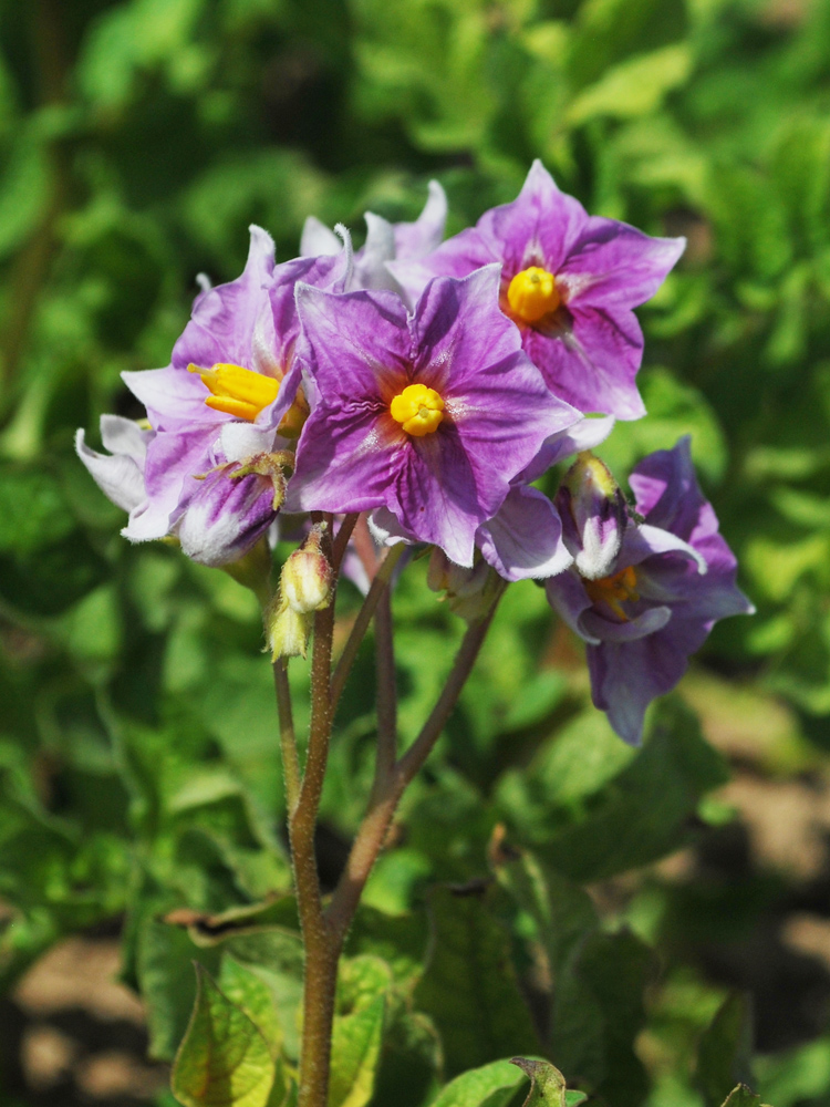 Image of Solanum tuberosum specimen.