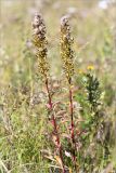 Solidago virgaurea