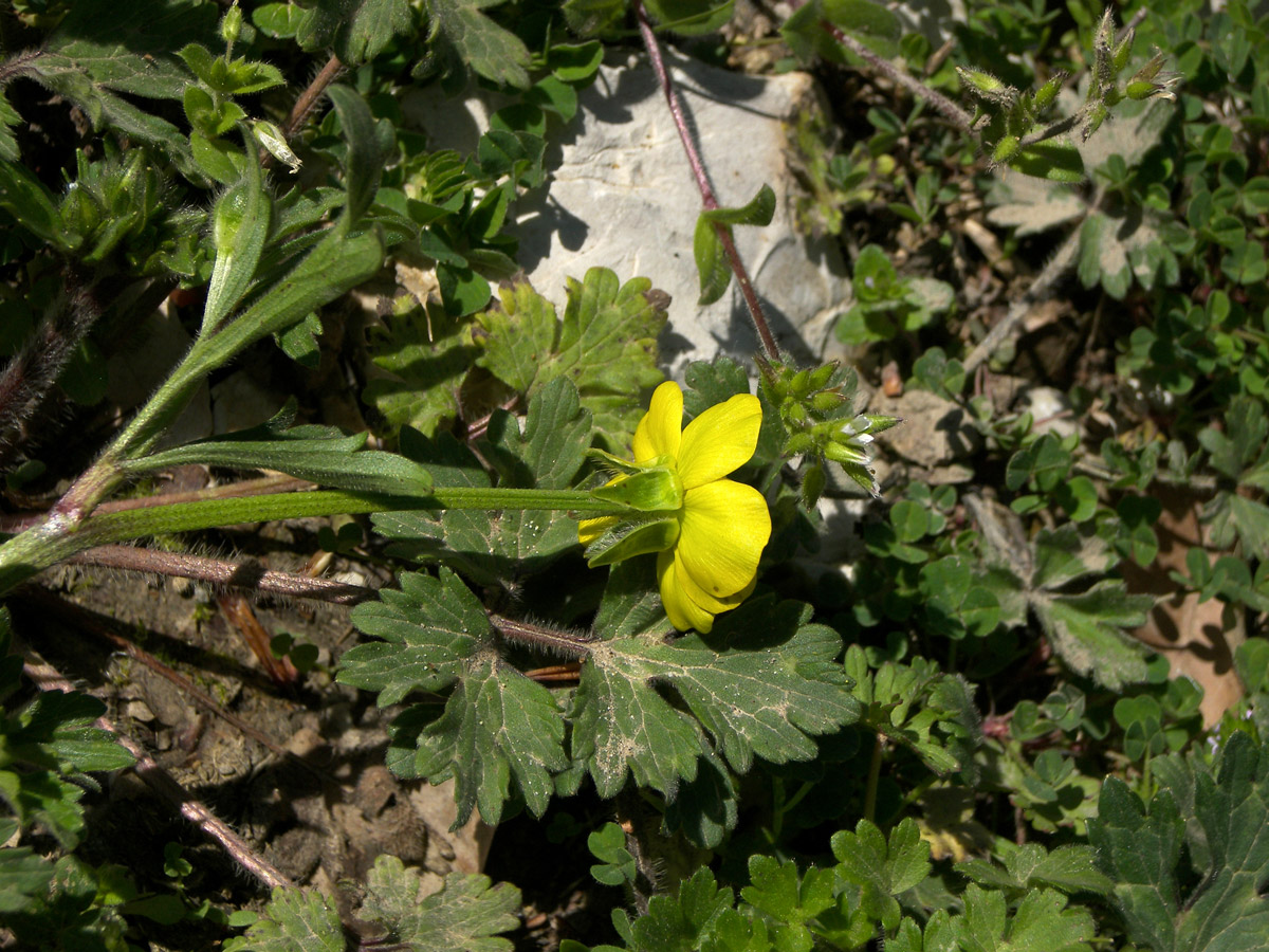 Изображение особи Ranunculus aleae.