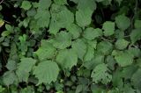 Corylus mandshurica. Ветвь. Приморье, Хасанский р-н, полуостров Гамова, окр. мыса Гамова, широколиственный лес. 28.08.2015.