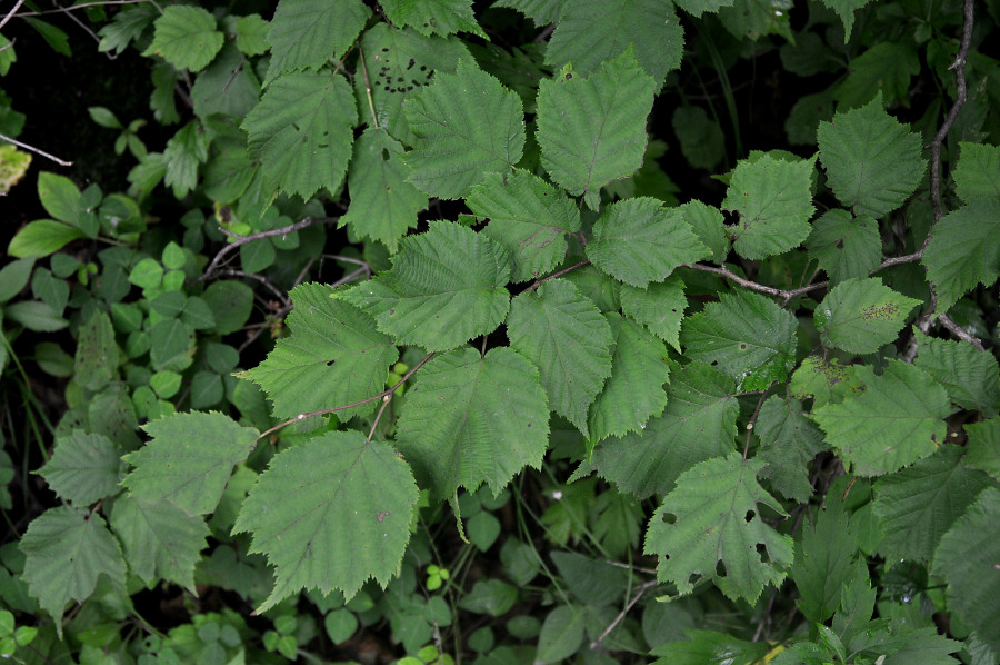 Image of Corylus mandshurica specimen.