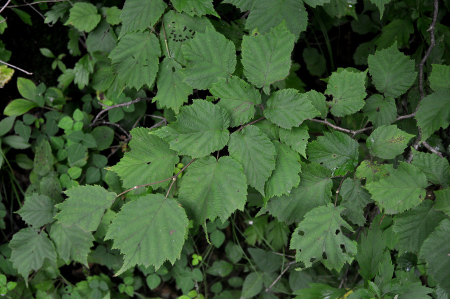 Изображение особи Corylus mandshurica.