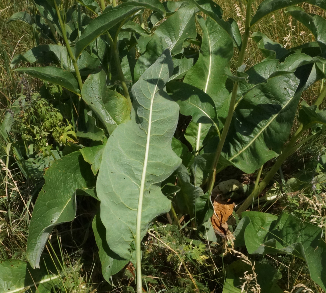 Изображение особи Cynoglossum viridiflorum.