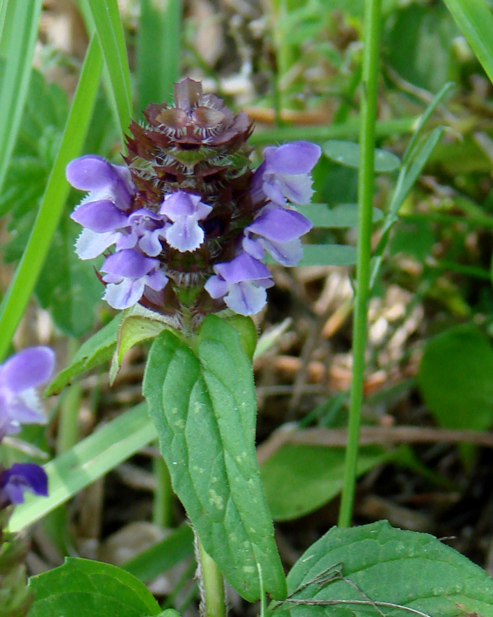 Image of Prunella vulgaris specimen.