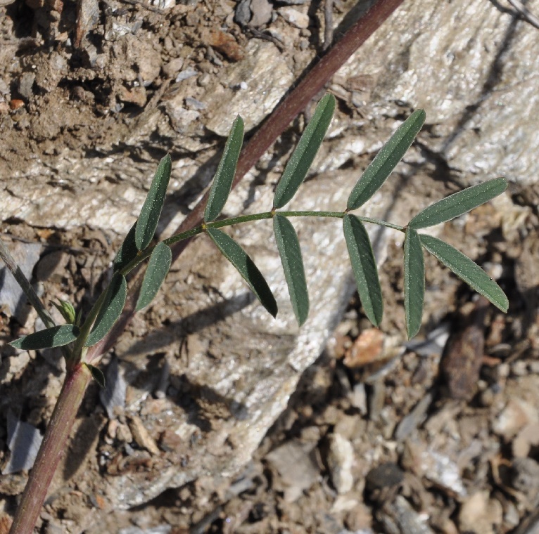 Image of genus Onobrychis specimen.