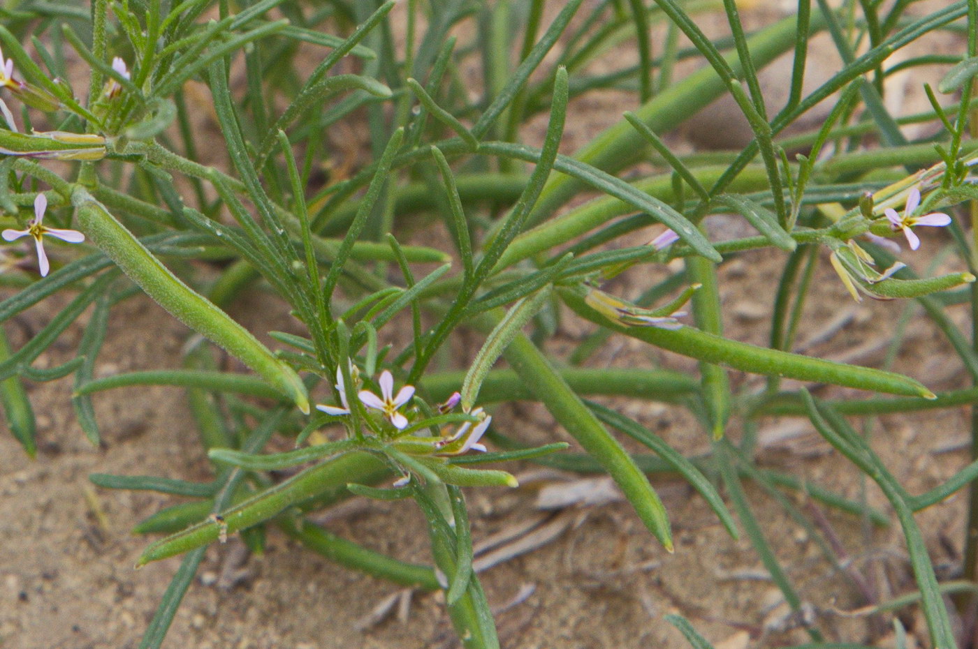 Изображение особи Leptaleum filifolium.