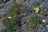 genus Papaver. Цветущие растения. Юго-Восточный Алтай, Северо-Чуйский хребет, верховья долины Машей. Начало августа 2008 г.