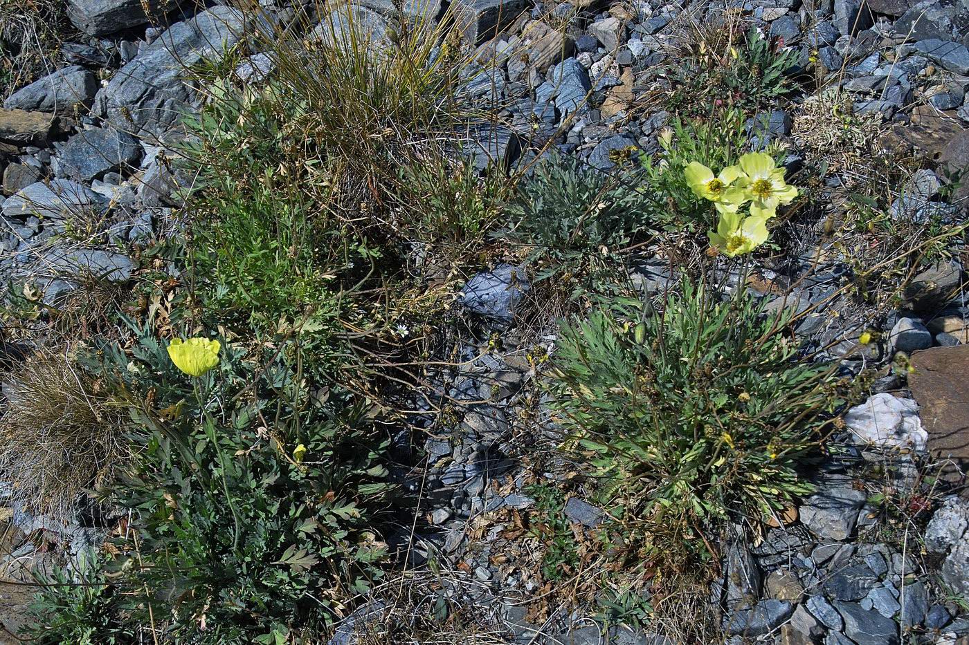 Image of genus Papaver specimen.