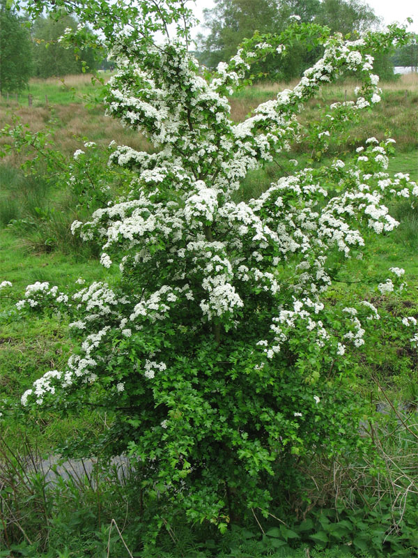 Image of Crataegus monogyna specimen.