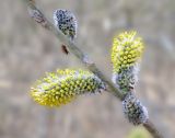 Salix schwerinii. Часть ветви с соцветием. Владивосток, Ботанический сад-институт ДВО РАН. 21 апреля 2016 г.