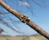 Gleditsia triacanthos