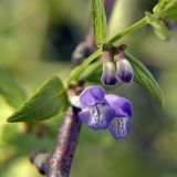 Scutellaria galericulata