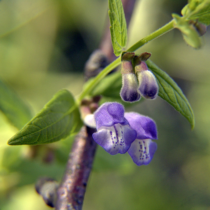 Image of Scutellaria galericulata specimen.