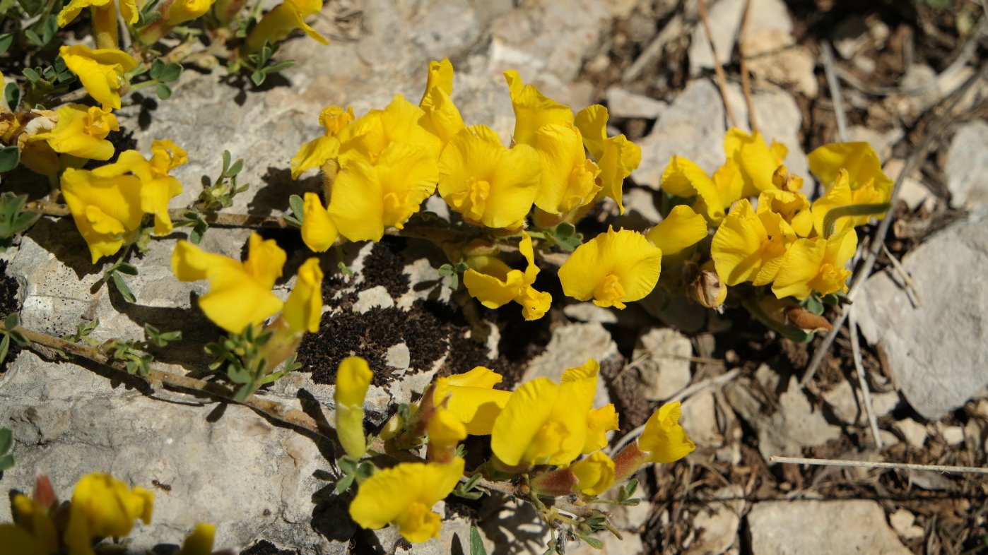 Изображение особи Chamaecytisus wulffii.