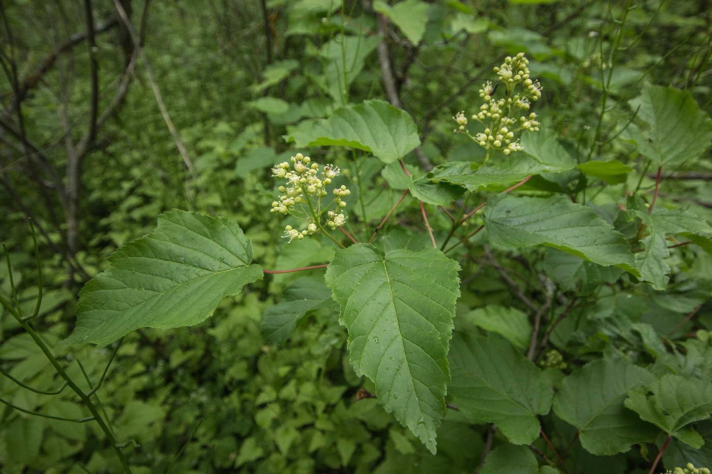 Изображение особи Acer tataricum.