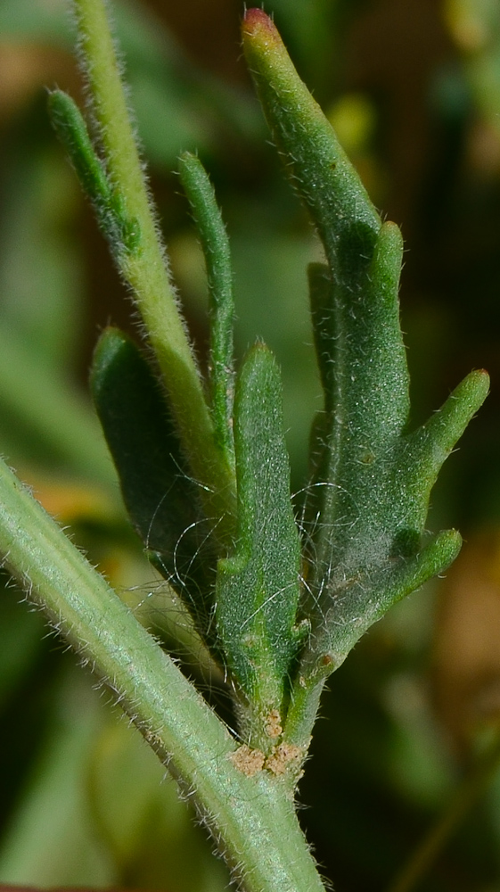 Изображение особи Nasturtiopsis coronopifolia.