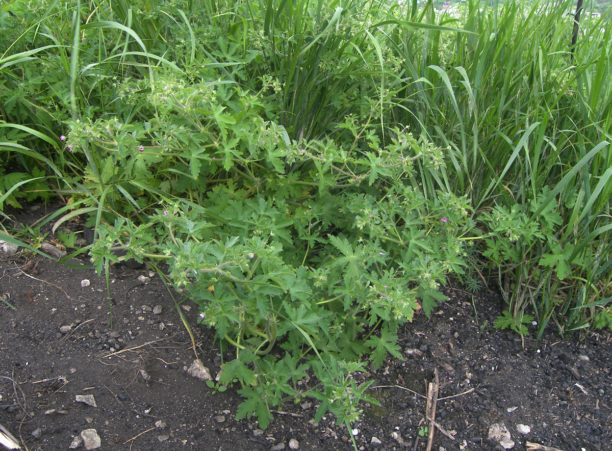 Image of Geranium divaricatum specimen.