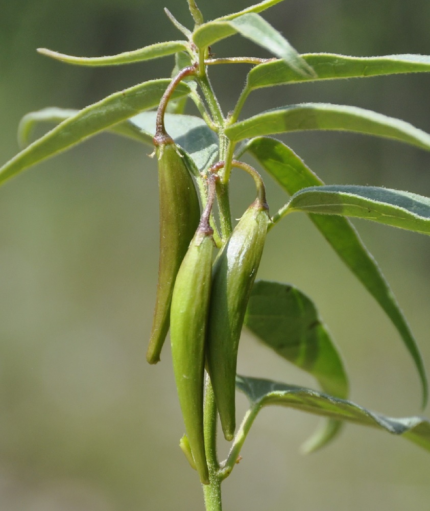 Image of Vincetoxicum fuscatum specimen.