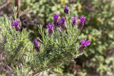 Lavandula stoechas. Верхушки ветвей с соцветиями. Греция, о. Крит, холмы в южной окр. Ретимно (Ρέθυμνο), обочина дороги, маквис. 02.05.2014.