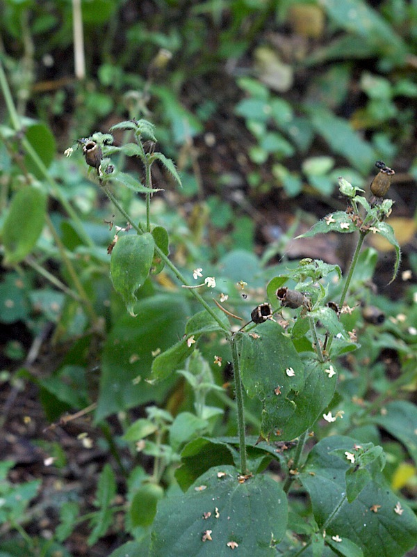 Image of Melandrium dioicum specimen.