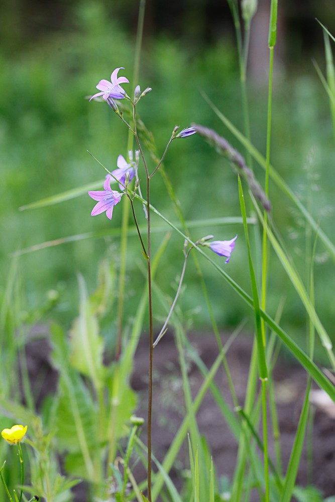 Image of Campanula patula specimen.