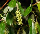 Salix pentandra. Созревающее соплодие и листья. Московская обл., Раменский р-н, окр. ж.-д. платформы Хрипань, смешанный лес у ЛЭП. 13.-6.2016.