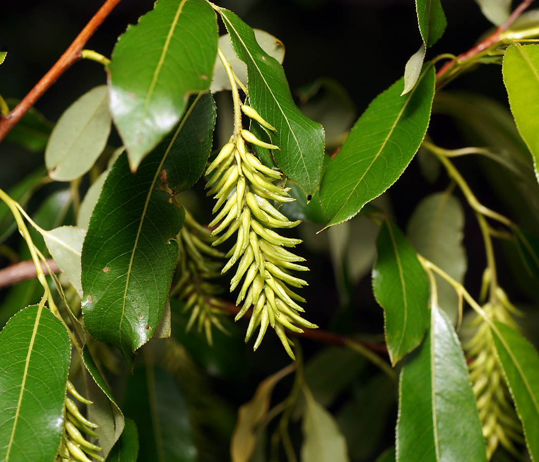Image of Salix pentandra specimen.