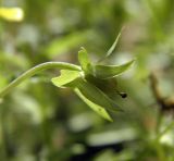 Viola matutina