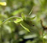 Viola matutina. Незрелый плод. Украина, г. Киев, Днепровский р-н, ул. Курнатовского, сосновый бор на песках надпойменной террасы Днепра. 16.06.2016.