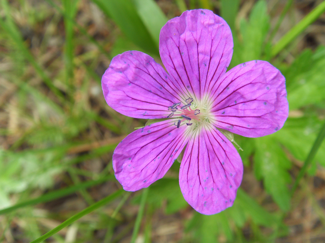 Изображение особи Geranium palustre.