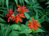 Lychnis fulgens. Цветки и листья. Приморье, окр. г. Находка, смешанный лес. 26.06.2016.