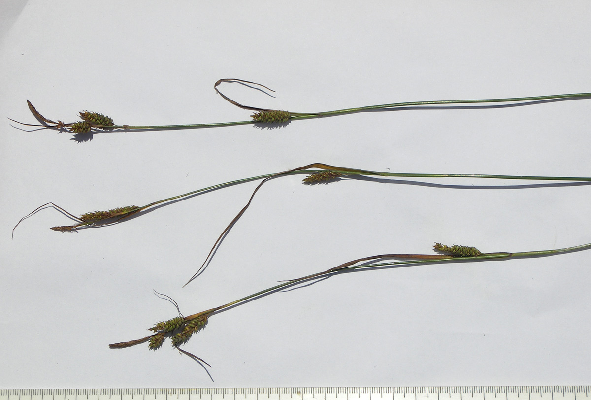 Image of Carex diluta specimen.