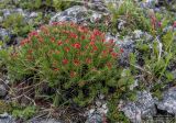 Rhodiola quadrifida