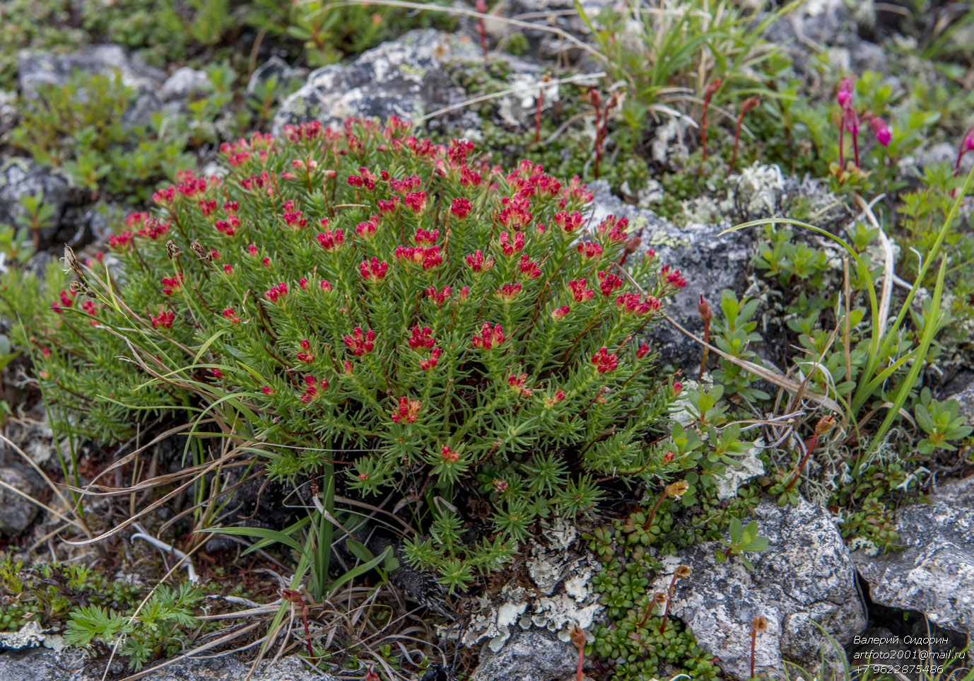 Изображение особи Rhodiola quadrifida.